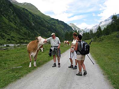 Koeien op de weg in het Dorfertal, Ans is niet meer te houden.