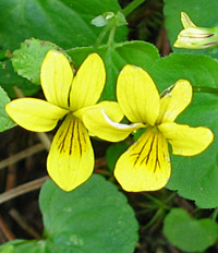 Alpen viool (Viola Lutea)