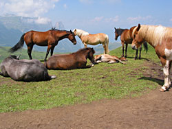 Paarden staan beschermend rondom een veulen