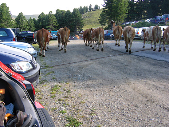 Op het moment dat Kees en Anita arriveren is er nog ruimte genoeg om koeien over de parkeerplaats te drijven