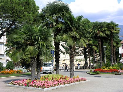 Palmbomen op de promenade
