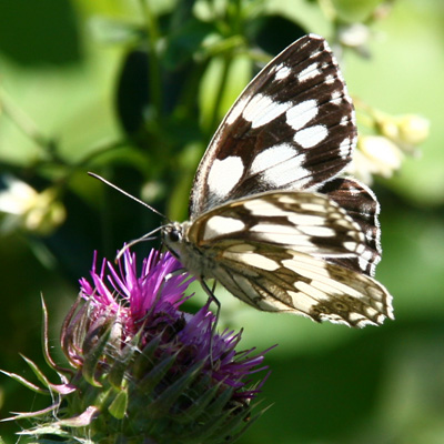 Ook de veelheid van vlinders doen ons snel naar ons fototoestel grijpen.