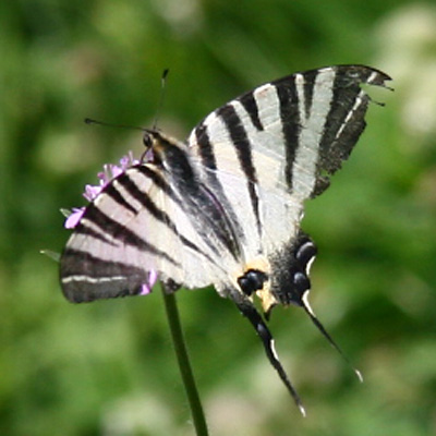 Dit soort vlinders hebben we al vaak willen fotograferen maar was ons tot heden nog niet echt gelukt.
