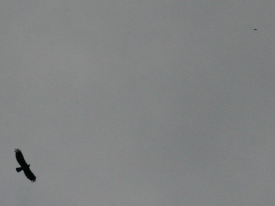 De roofvogels hebben op dat moment al een te grote hoogte gewonnen en zelfs met een 200mm objectief blijft zo'n grote roofvogel een stipje. Rechtsboven is de tweede te zien.