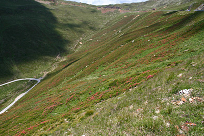 Hellingen vol met alpenroosjes die binnen twee weken in bloei zullen staan
