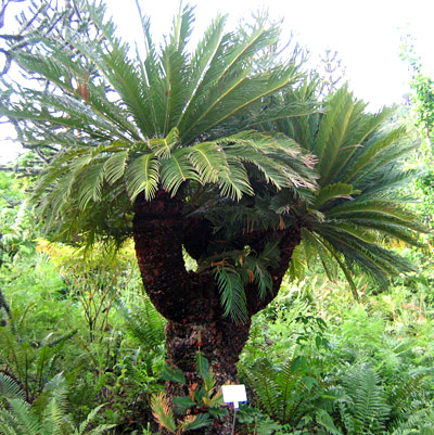 Cycas revoluta of gewoon een Japanse palmvaren
