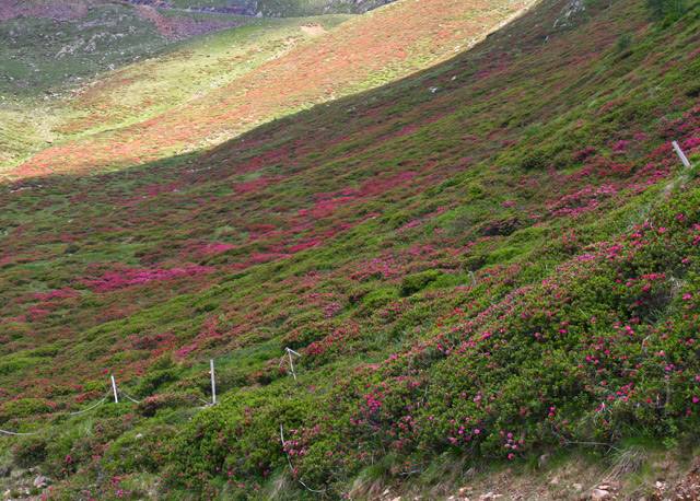Eind juni begin juli kun je op de Penser Joch genieten van de volop bloeiende alpenroosjes