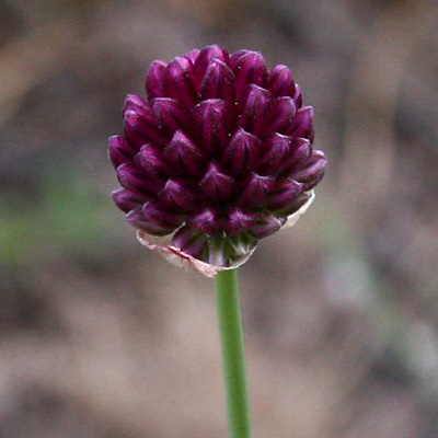 Rondvormige look (Allium rotundum)