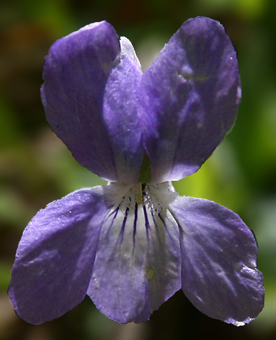 Pyreneeënviooltje (Viola pyrenaica)