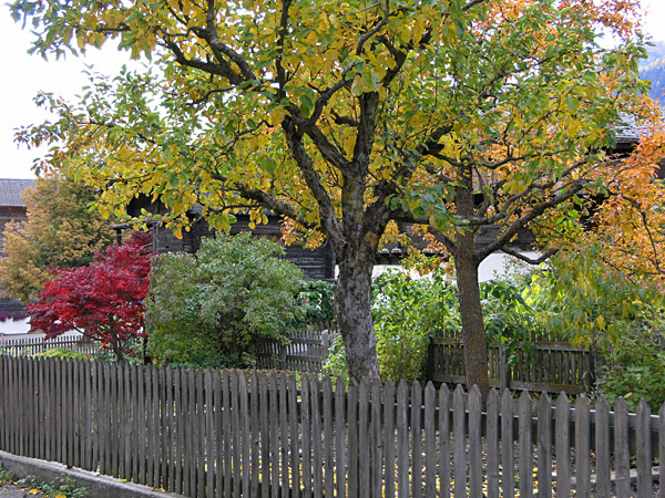 De fraaie herfstkleuren sieren deze bomen en geven het geheel een fraai aanzien