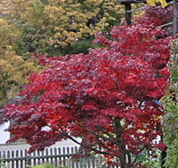 De fraaie herfstkleuren sieren deze bomen en geven het geheel een fraai aanzien