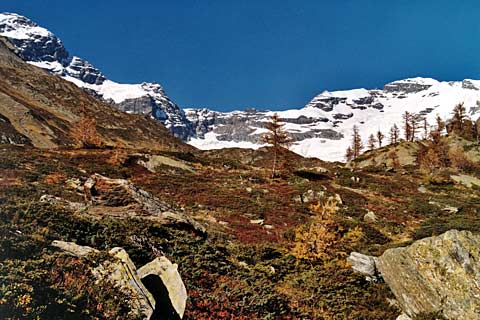Prachtige kleuren van de bodemvegetatie in het Lotschental